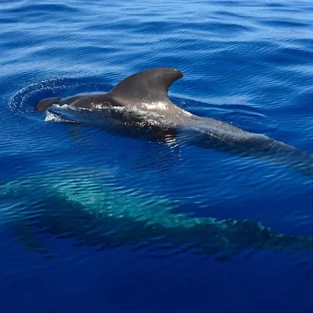 Adosado La Guancha San Miguel de Abona