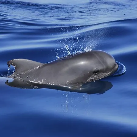 Adosado La Guancha Dom wakacyjny *