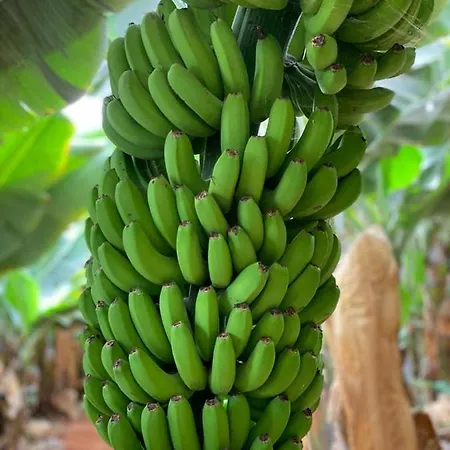 Adosado La Guancha *