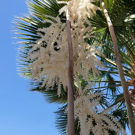Dom wakacyjny Adosado La Guancha San Miguel de Abona